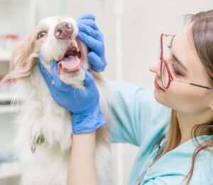 canine-oral-masses