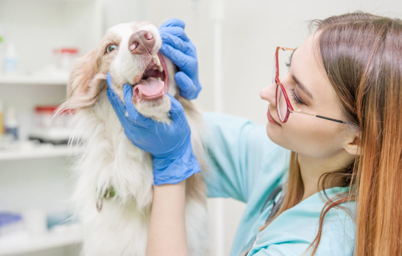 7891Canine Oral Masses