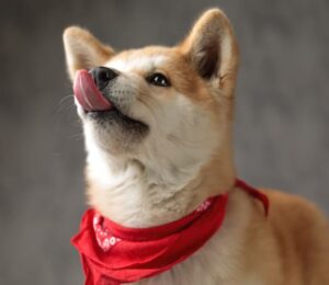 canine-specific-albumin-csa