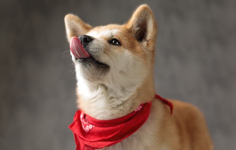 8121Canine-Specific Albumin (CSA)