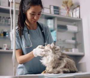 cats-and-difficult-intubations-and-how-to-prepare-for-them-copy