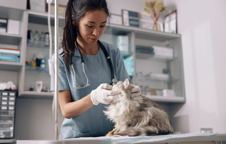 7916Cats and Difficult Intubations and How to Prepare for Them