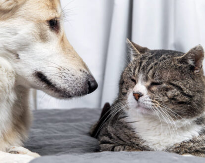 Chronic GI Disease in Seniors - MSPCA-Angell