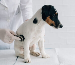could-my-pet-have-cushings-disease
