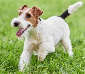 cricopharyngeal-achalasia-in-the-dog