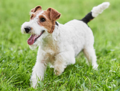 cricopharyngeal-achalasia-in-the-dog