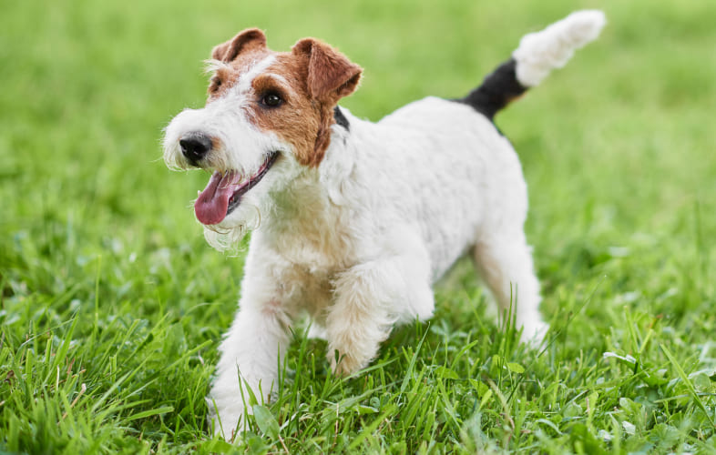 8456Cricopharyngeal Achalasia in the Dog