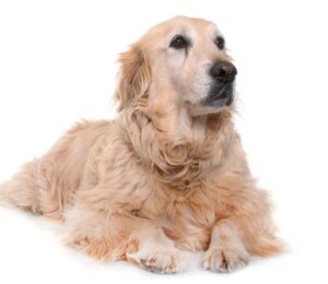 degenerative-myelopathy