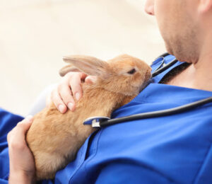 dental-anatomy-and-disease-of-the-domestic-rabbit-oryctolagus-cuniculus