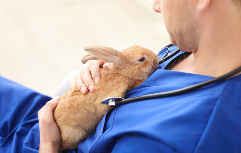 8102Dental Anatomy and Disease of the Domestic Rabbit (Oryctolagus cuniculus)