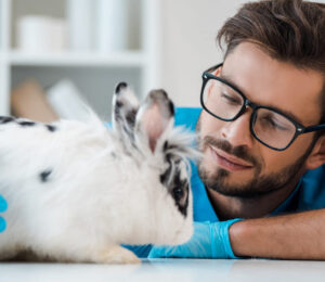 dentition-and-disease-of-the-domestic-rabbit-oryctolagus-cuniculus