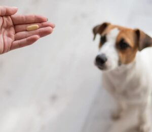 drugs-used-to-treat-protein-losing-nephropathy