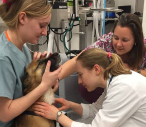 externships-for-veterinary-students-in-boston