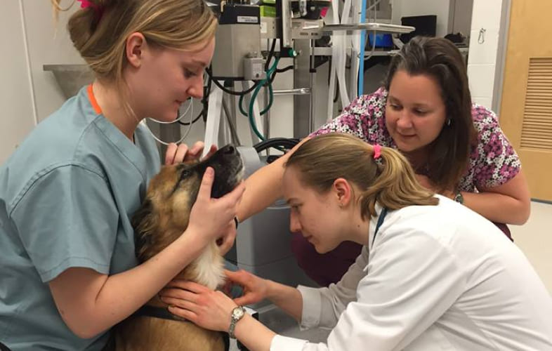 8067Externships for Veterinary Students in Boston