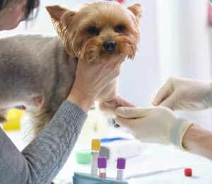 familial-and-congenital-renal-diseases-of-dogs