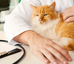 feline-corneal-sequestrum