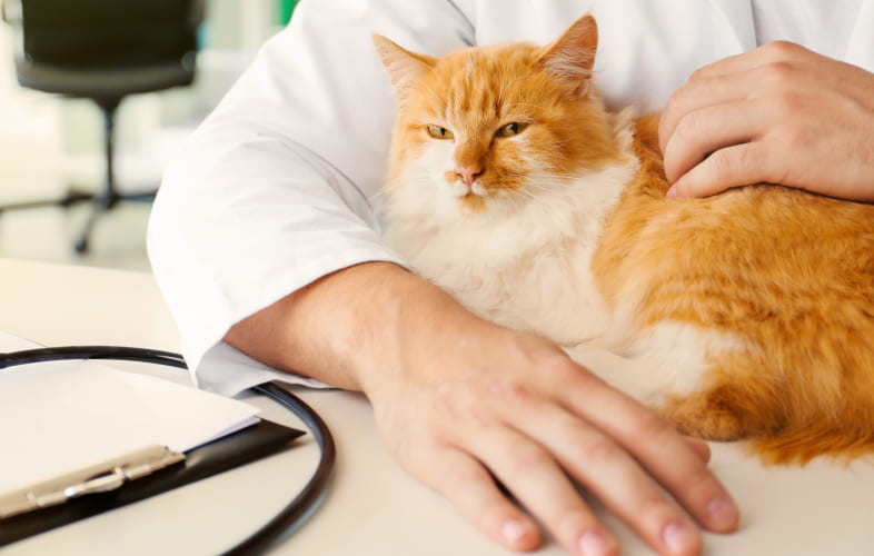 8574Feline Corneal Sequestrum