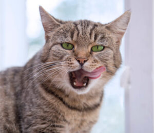 feline-hyperaldosteronism