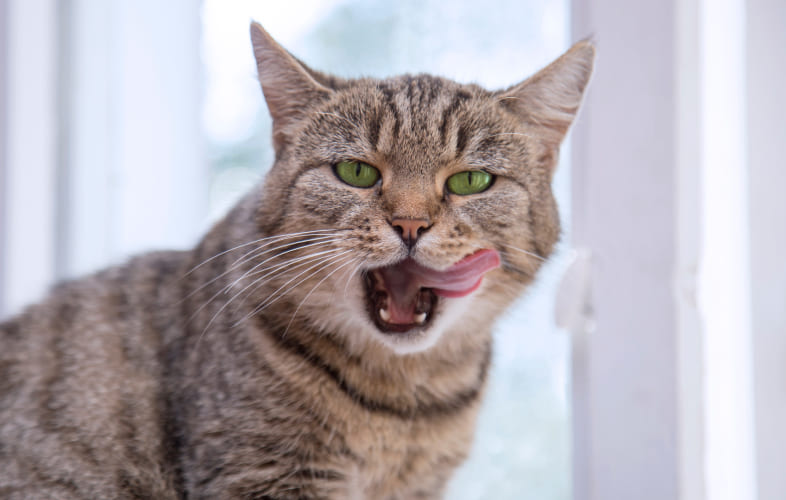 8000Feline Hyperaldosteronism