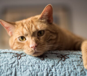feline-hypersomatotropism