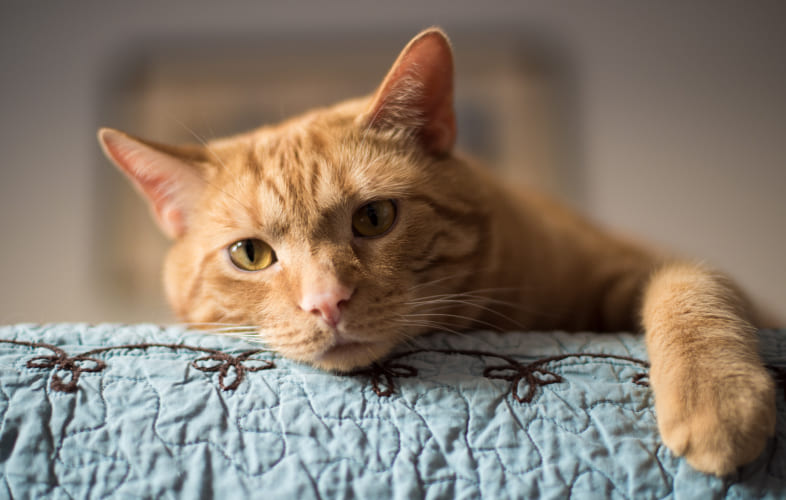 7995Feline Hypersomatotropism