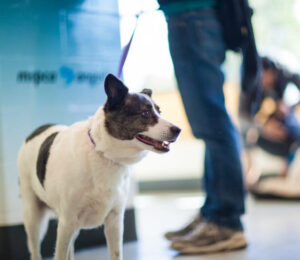 helpful-tips-for-tplo-recovery