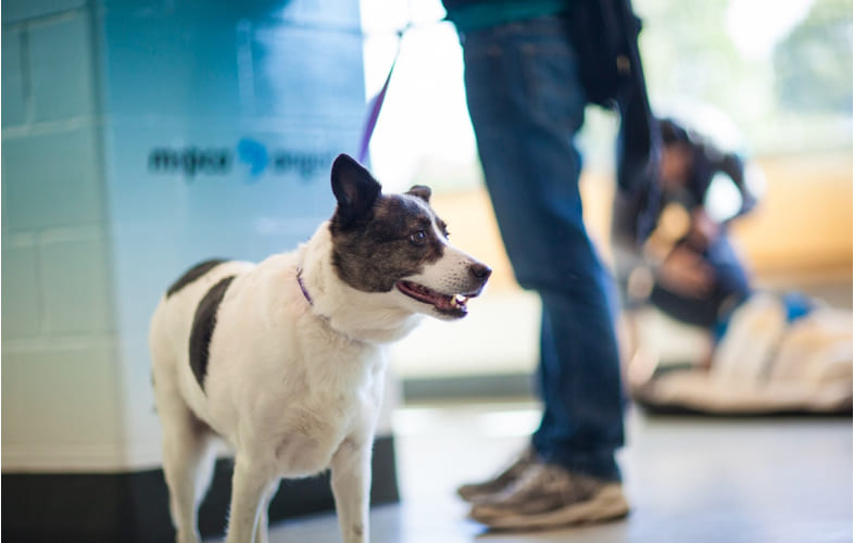 8082Helpful Tips for TPLO Recovery