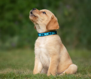 how-to-build-puppy-confidence