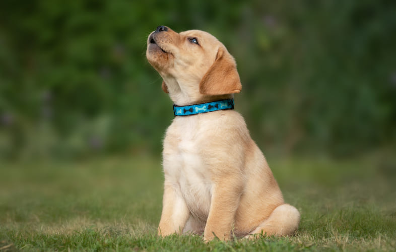 8116How to Build Puppy Confidence