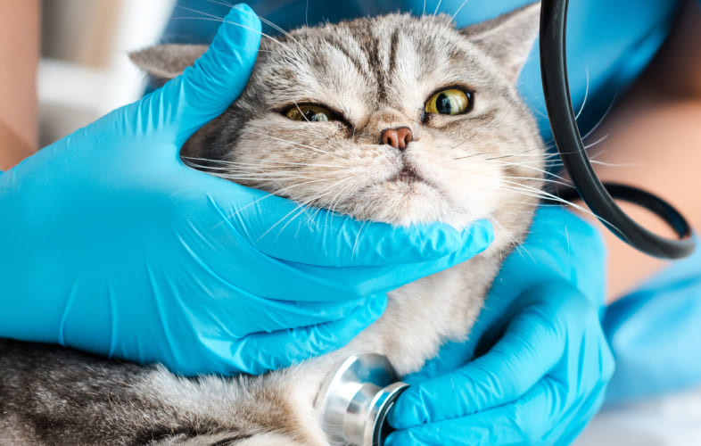 8680Hyperthyroidism in Cats