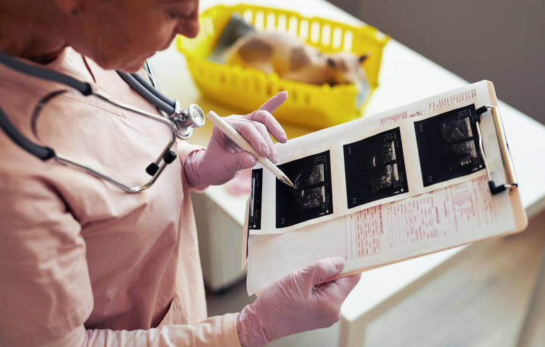 8620Imaging of Congenital Portosystemic Shunts