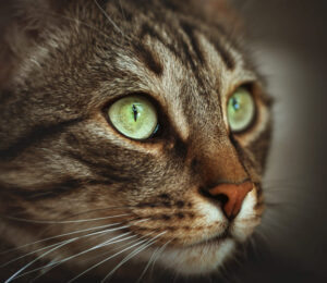 inside-out-how-uveitis-happens-from-insult-to-recovery-and-back-again
