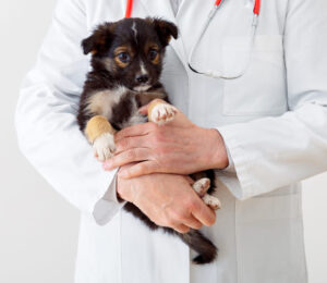pneumocolon-teaching-a-new-dog-old-tricks