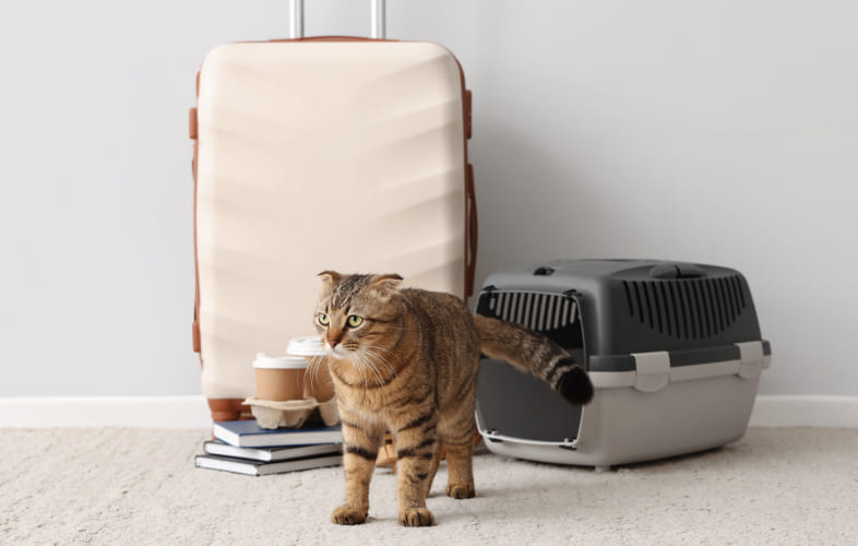 7754Pyrethrin Toxicity in Cats