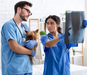 radiographic-appearance-of-common-gi-foreign-bodies-in-dogs-and-cats