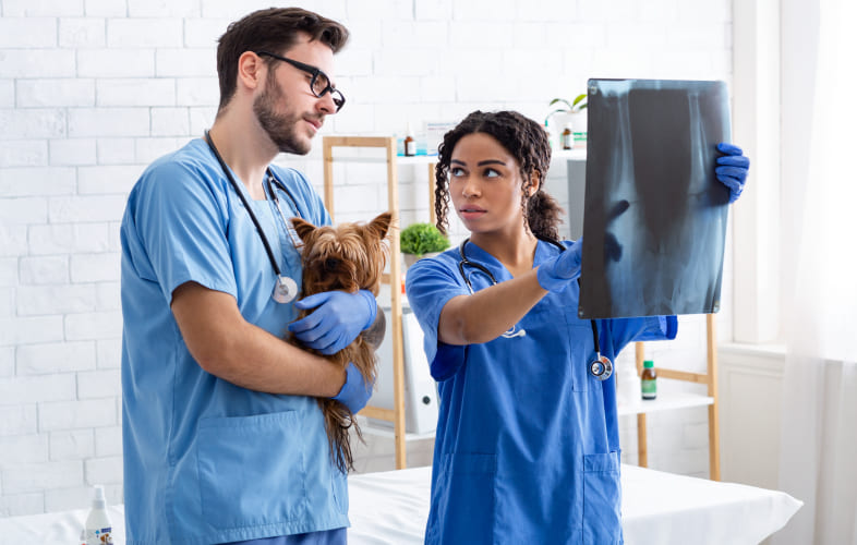 8494Radiographic Appearance of Common GI Foreign Bodies in Dogs and Cats
