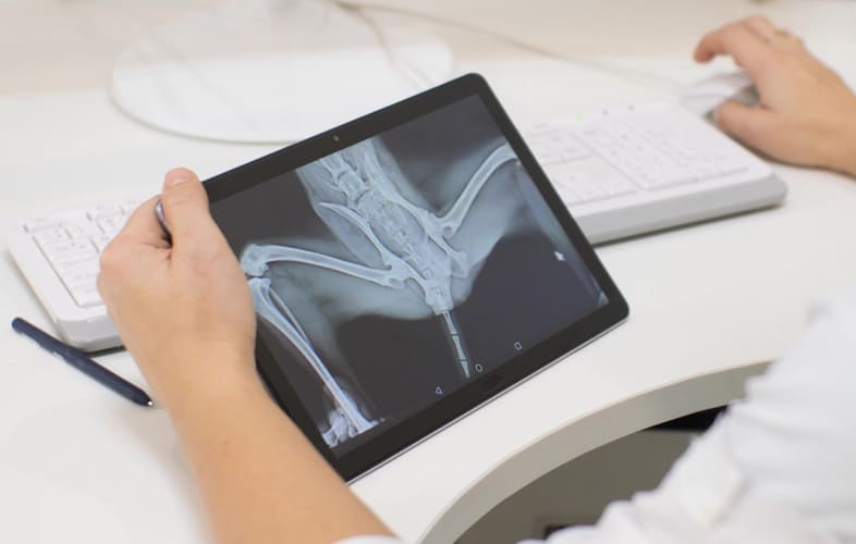7979Radiographic Approach to Bone Imaging