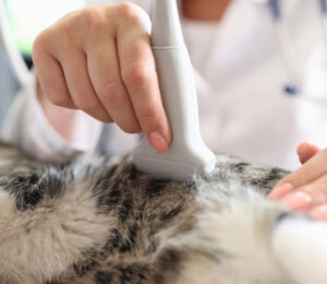 small-intestinal-disease-on-ultrasound