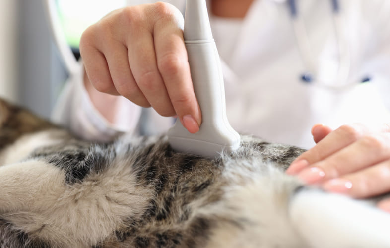8006Small Intestinal Disease on Ultrasound
