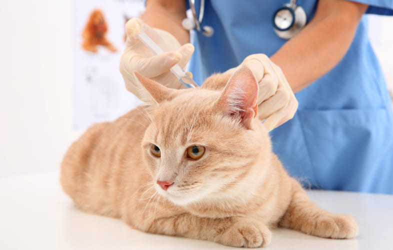 8642Subcutaneous Ureteral Bypass (SUB™) for the Treatment of Ureteral Obstruction in Cats