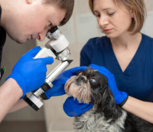 surgical-management-of-canine-glaucoma-show-me-the-numbers