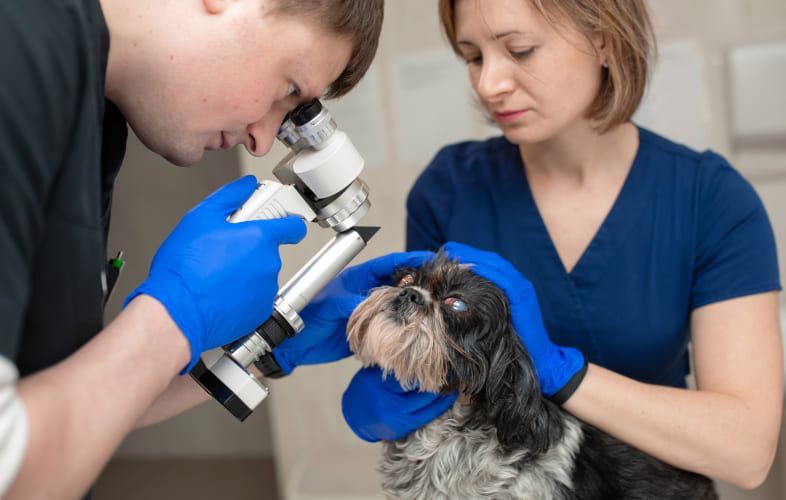 8469Surgical Management of Canine Glaucoma: Show Me the Numbers