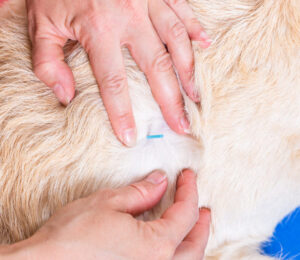 the-use-of-acupuncture-in-critical-care-units