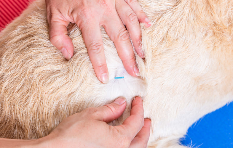 7971The Use of Acupuncture in Critical Care Units