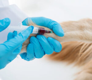 therapeutic-plasma-exchange-an-emerging-treatment-strategy-for-canine-imha