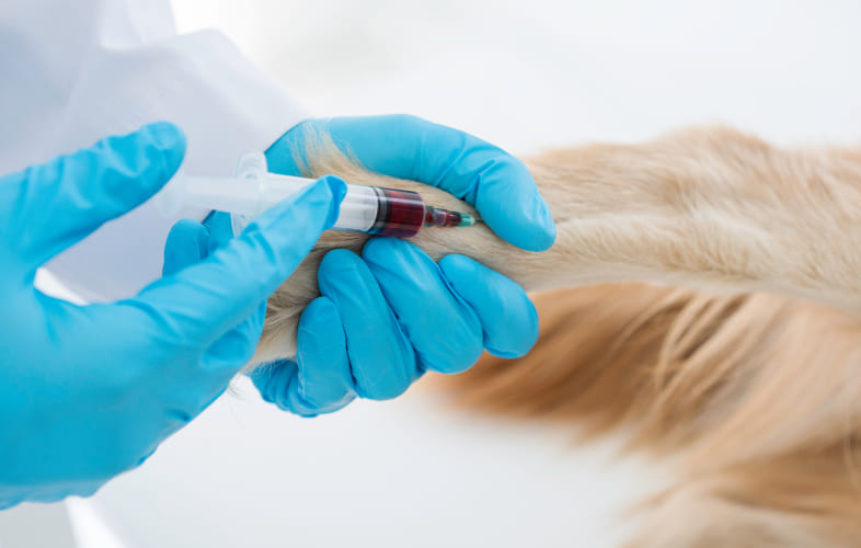 7807Therapeutic Plasma Exchange: An Emerging Treatment Strategy for Canine IMHA