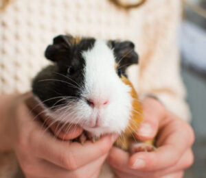 urogenital-disease-in-guinea-pigs-cavia-porcellus