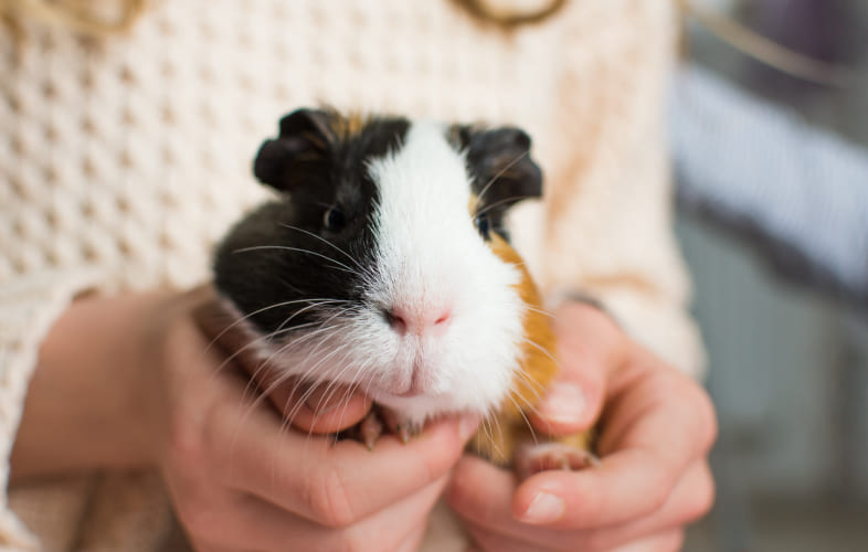7764Urogenital Disease in Guinea Pigs (Cavia porcellus)