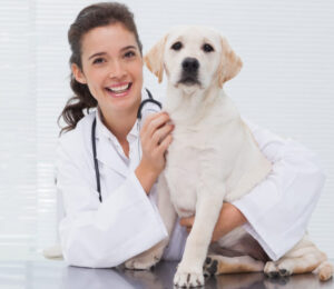 what-is-a-veterinary-internist-2
