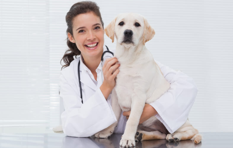 7887What Is a Veterinary Internist?